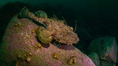 Monkfish © George Stoyle, NatureScot