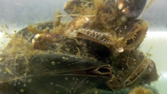 Mussels feeding