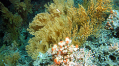 Coral garden with gorgonians and anenomes. © Murray Roberts, Edinburgh University