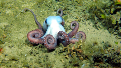 Octopus © Murray Roberts