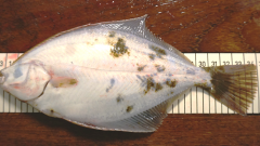 Hyperpigmentation in flatfish