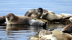 Moulting harbour seals © Sea Mammal Research Unit.