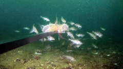 Haddock (Melanogrammus aeglefinus).