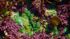 Breadcrumb sponge (Halichondria panicea) amongst the red coralline alga (Corallina officinalis) and thongweed (Himanthalia elongata) on the lower shore, Orkney © John Baxter