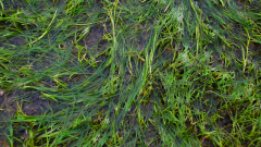 Intertidal seagrass © John Baxter