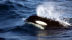 Killer whale © Ryan Milne