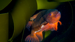 Male lumpsucker in breeding colours © Lisa Kamphausen, NatureScot