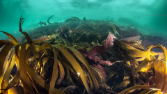 Mixed kelps on a shallower wave exposed reef © NatureScot. 