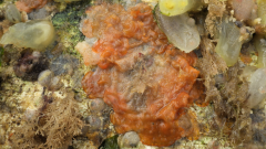 Non-native bryozoan Schizoporella japonica copyright Orkney Harbour Authority