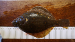 Plaice are one of the fish species used for the determination of PCBs in the waters around Scotland
