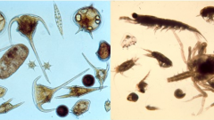 Phytoplankton and zooplankton samples