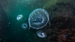 Jellyfish and other plankton in the water © NatureScot/Richard Shucksmith