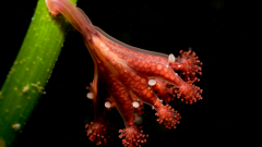 Stalked jellyfish on seagrass © Graham Saunders, NatureScot