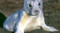 Figure 1: Fasting grey seal pups on the Isle of May