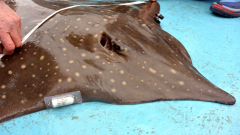 A skate with an acoustic tag (right) and a data storage tag (left) being measured © NatureScot.