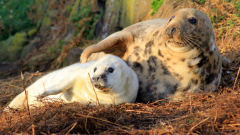Figure 1: Fasting grey seal pups on the Isle of May