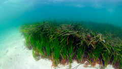 Seagrass bed in the Sound of Barra © Ben James, NatureScot