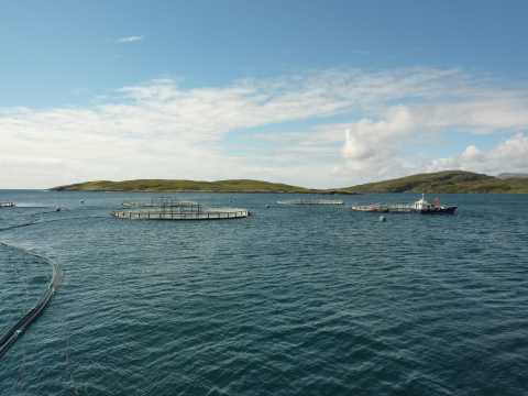 Atlantic salmon aquaculture