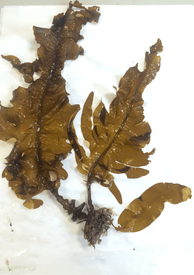 Figure b: Japanese kelp (Undaria pinnatifida) © J. Khan 
