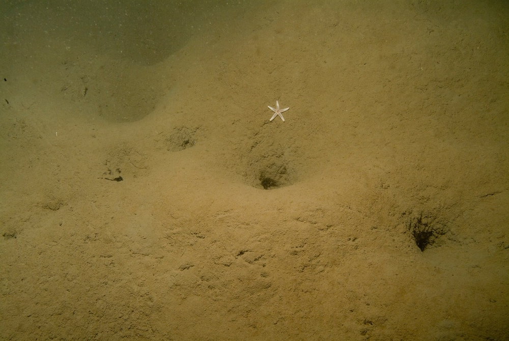 Undisturbed sea bed mud collects and stores large quantities of carbon